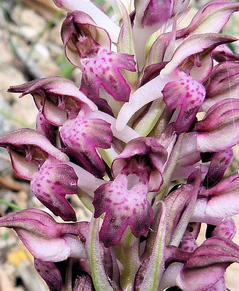 Anacamptis coriophora subsp. fragrans